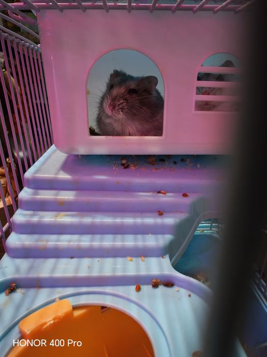 Джунгарские хомячки