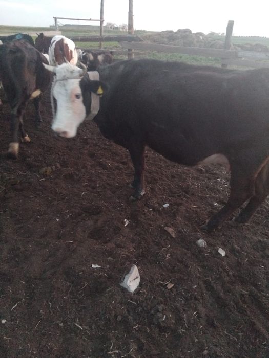 Корова стельная  .