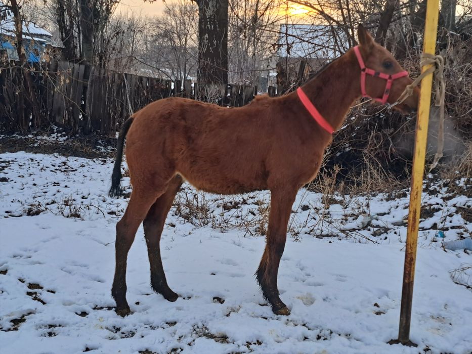 Продам  Тая Жабагы Айгыр Жеребчик Лошадь