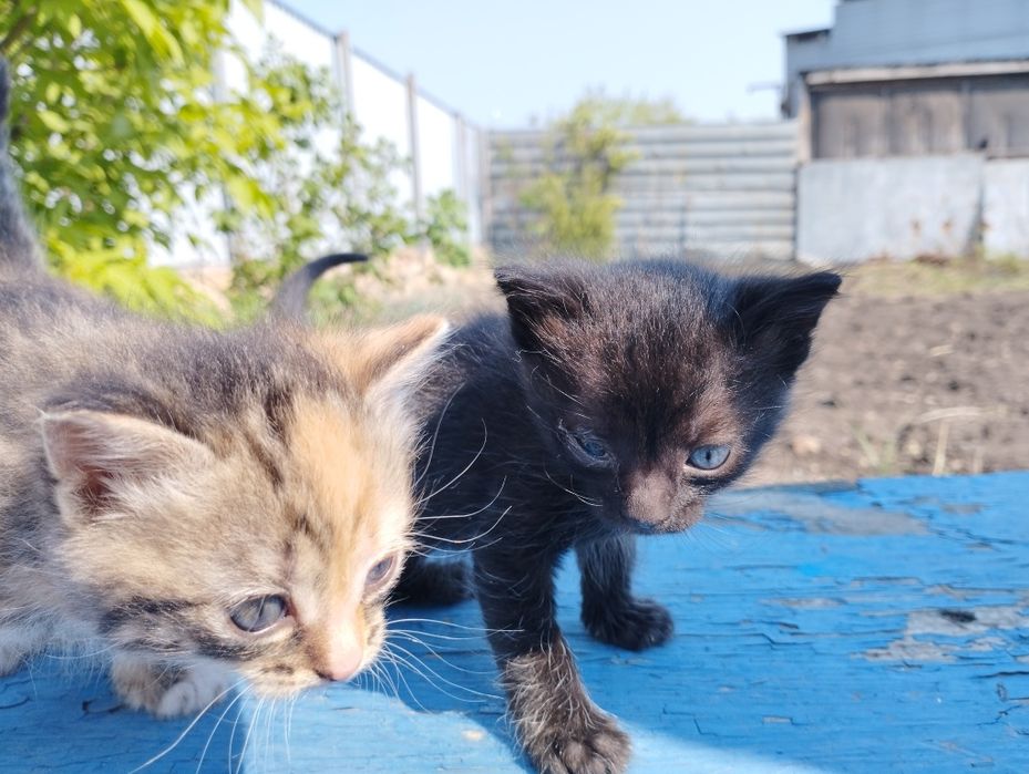 Отдам котят в хорошие руки