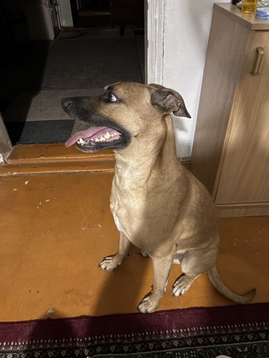 Питбультерьер добряк