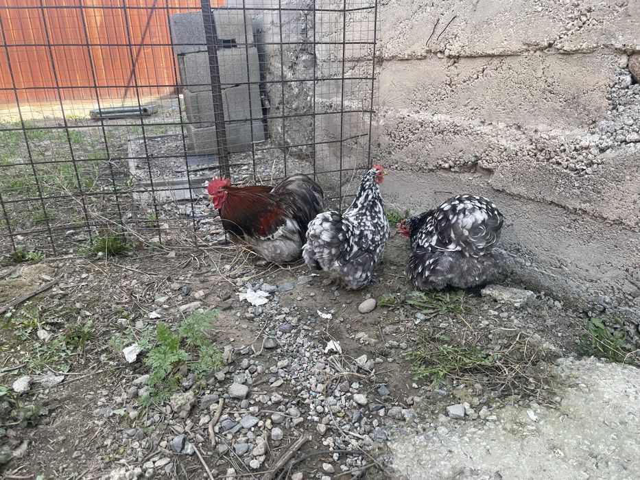 Кохинхин голубой мрамор 2+1