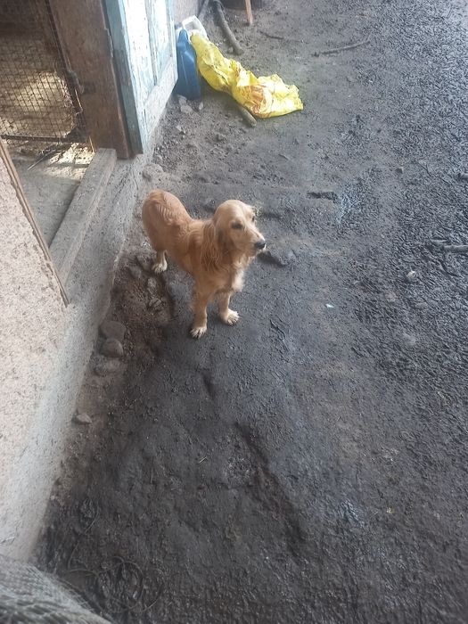 Кучук 7 ойлик кизбола