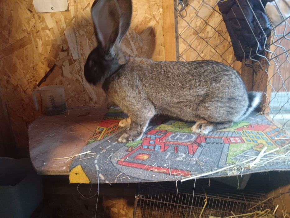 Iepuri uriaș german