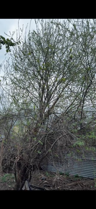 Спил деревьев на дрова