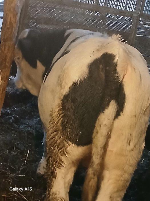 Viței mari de vânzare bucata 6500lei aproximativ 250  300 kilograme prețul  negociabil  din 4 doi se vând la ales