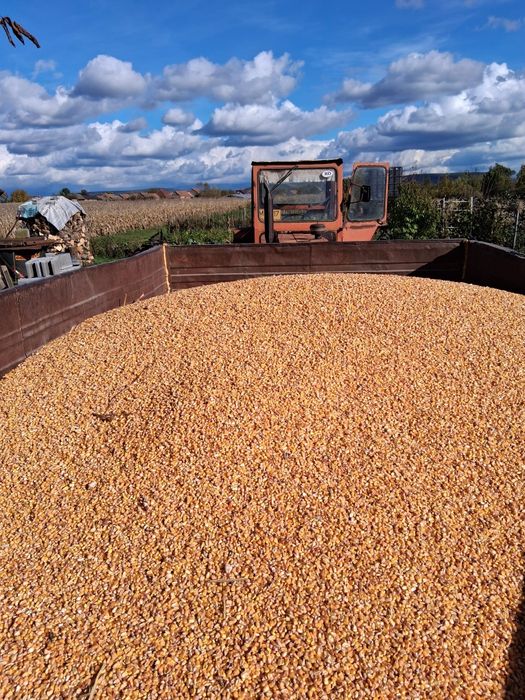 Vând grâu, porumb și orz