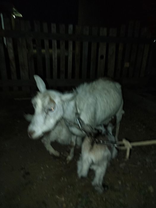 Продам козлят породистые
