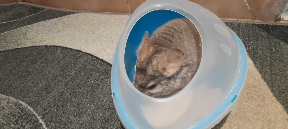 Чинчили  с пълно оборудване