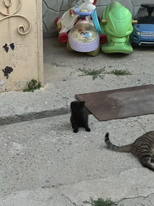 Котята котенок маленькие