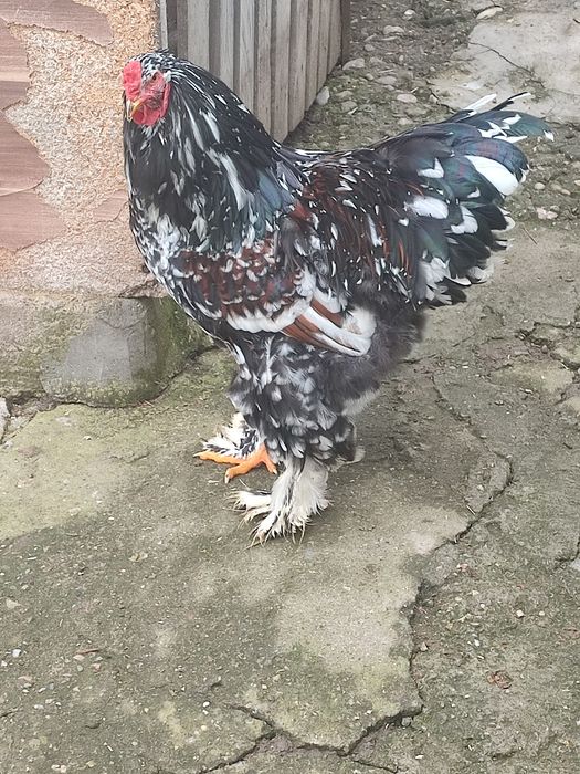 Vand cocosi  brahma portelan