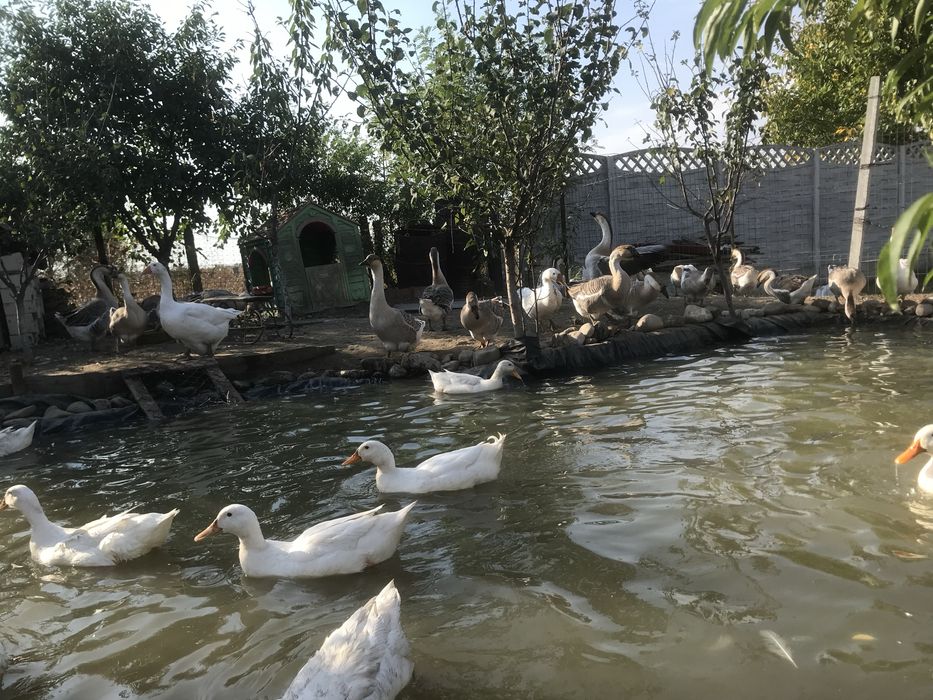 Vand sau schimb gaste americane