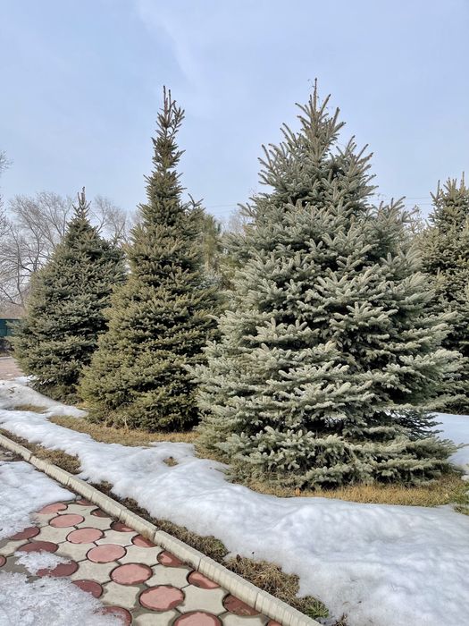 Ель голубая, Туя