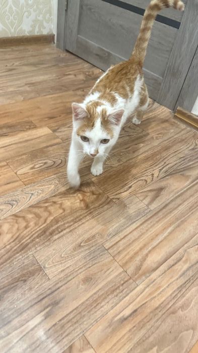 Пристраивается кот кастрированный