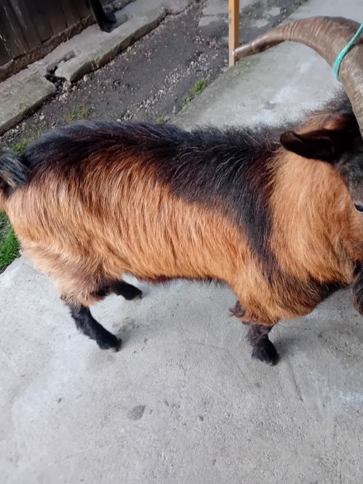 Vand sau schimb tap alpin francez