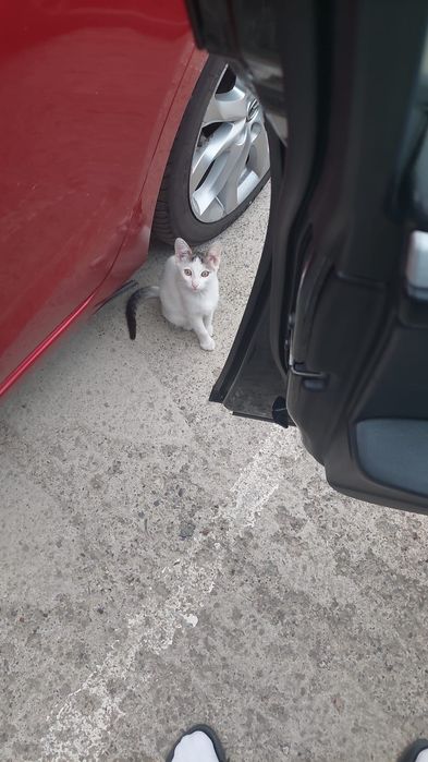 Pui de pisică spre adopție – 2-3 luni