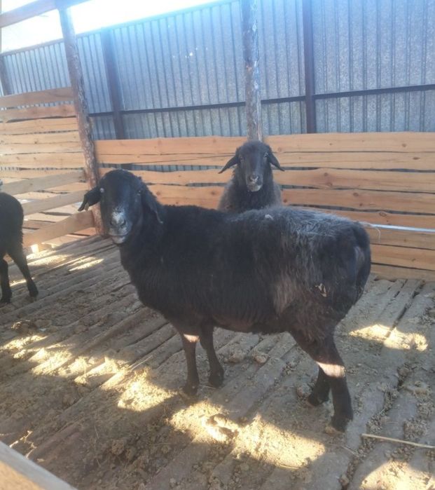 Баран, қой қошқар тұса тоқты овца