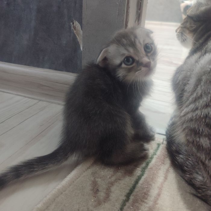 Продам котят породистые