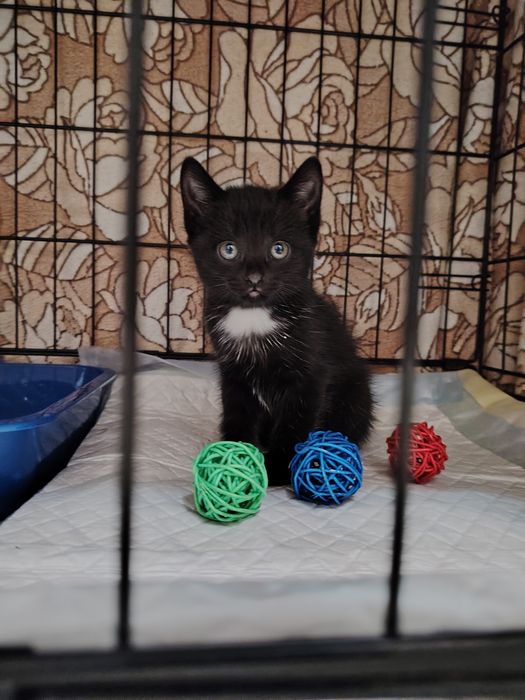 Пристраиваются девочка примерно 2 месяца