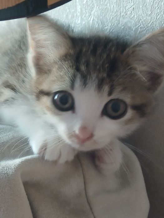 Котёнок приучен к лотку