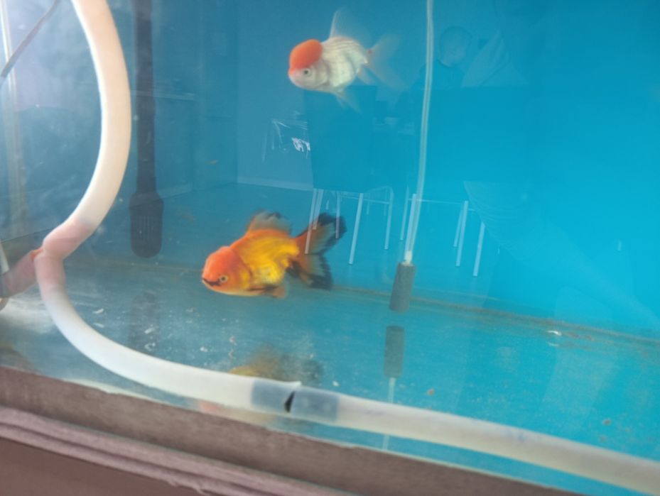 Золотыe рыбки, орнада, телескоп, золотая рыбка