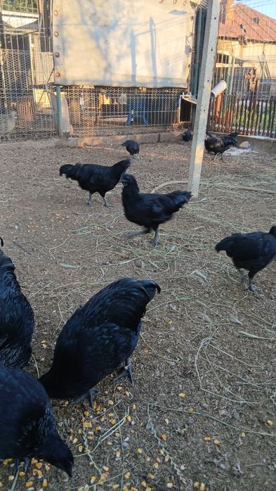 Vand gaini si cocosi cemani