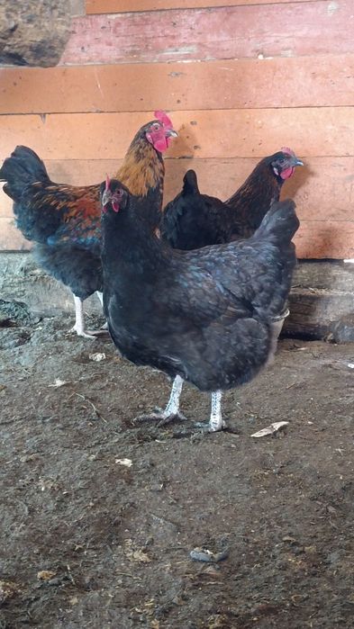 Продаю Кур и Петухов.