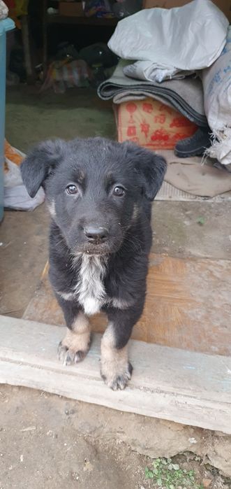 Щенки немецкой овчарки