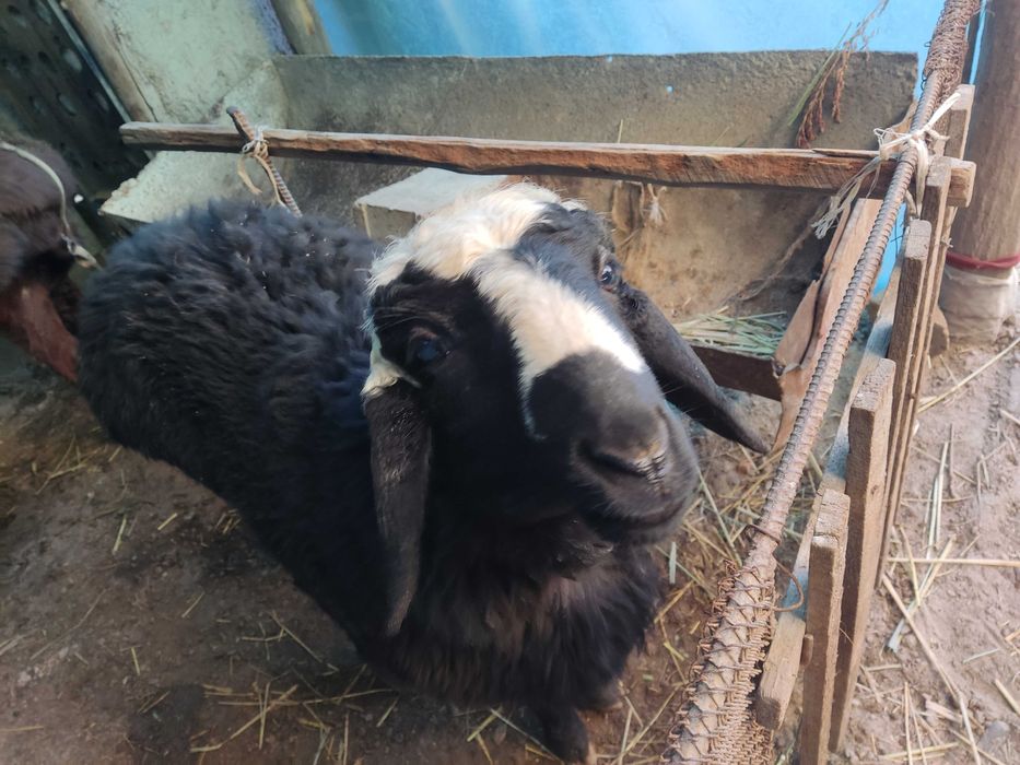 Barra QO'CHQORlar sotilladi EGIZAK