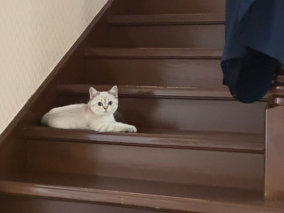 Кошка шотландская серебристая шиншилла