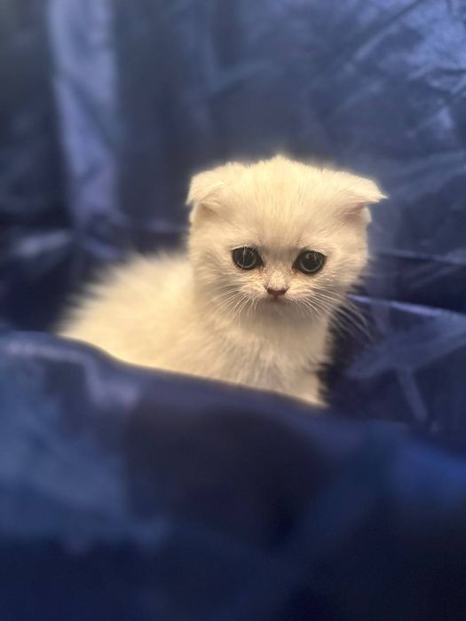 Скоттиш фонд серебристая шиншилла(Scottish fold serebristaya shinshil