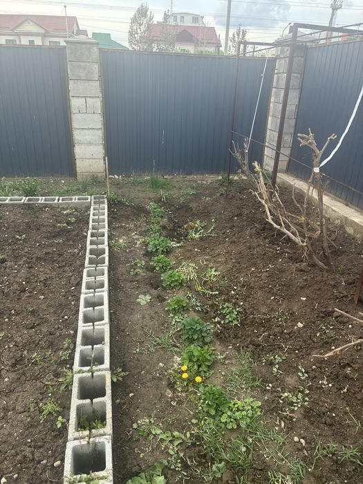 Продам саженцы клубники