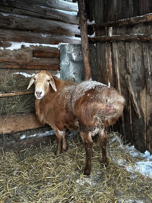 Продам кошкара,баран производитель