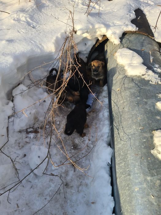 Щенки дворняжки.