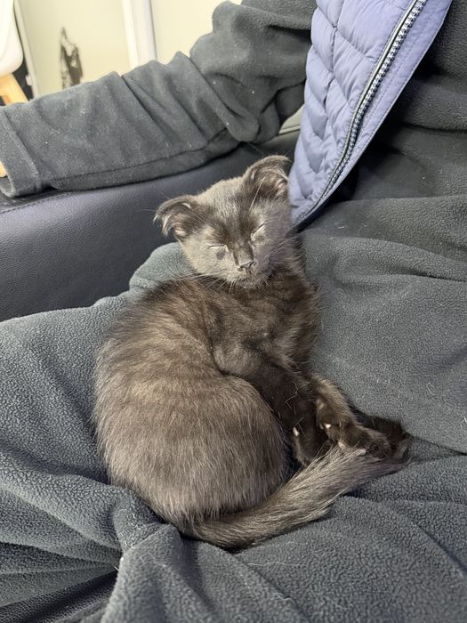 Отдам котенка в хорошие руки