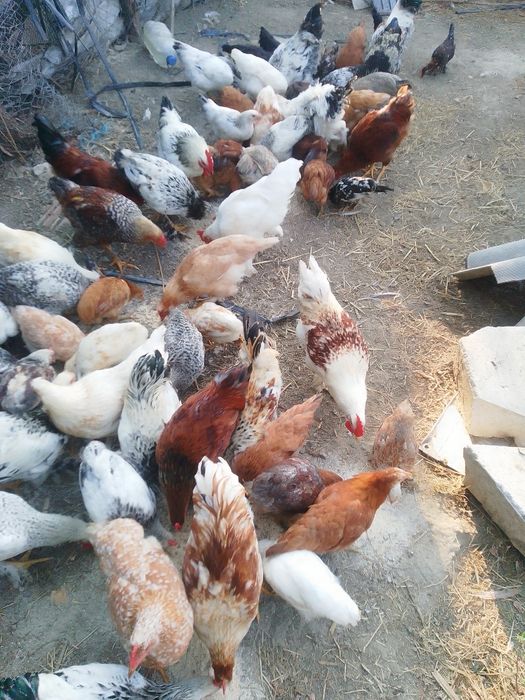 Cocoși și puici,  găini de vânzare