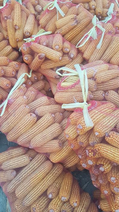 johori sotasi yemga tovuqa bersayam bo’ladi