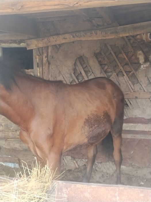 Продам два тая с откорма