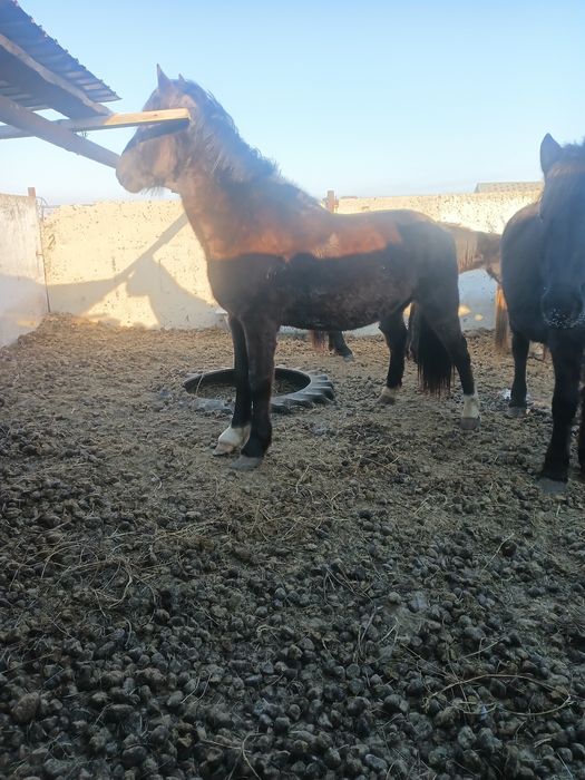 Айгыр сатам Российский аралас