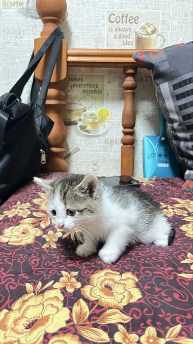 Отдам котят в добрые руки