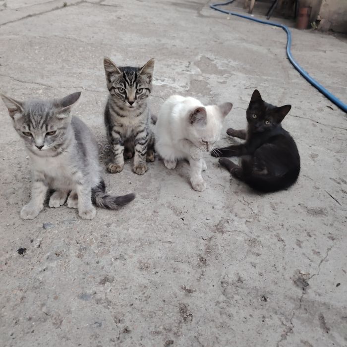 Дарю котят 3,5 месяца