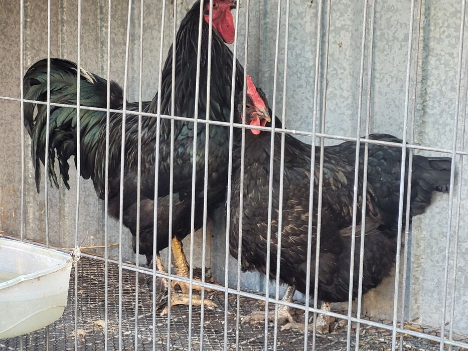 Pereche Pasari australorp