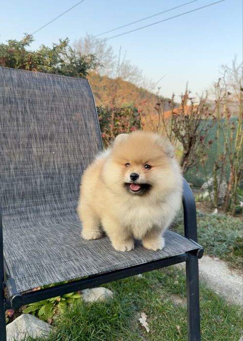 Померан момче със втора ваксина. Померанче