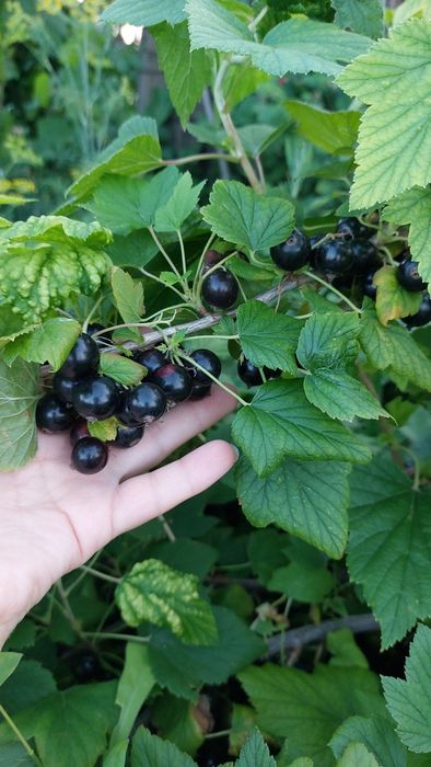 Продам дачу 18 соток