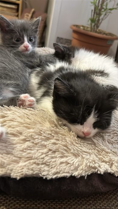 Котята 1,5 месяца