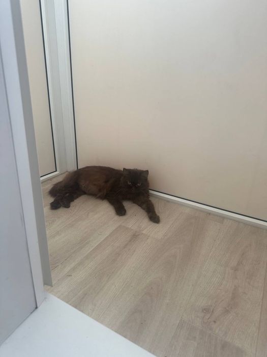 Отдам в добрые руки