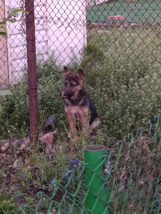 Продам овчарку немецкую