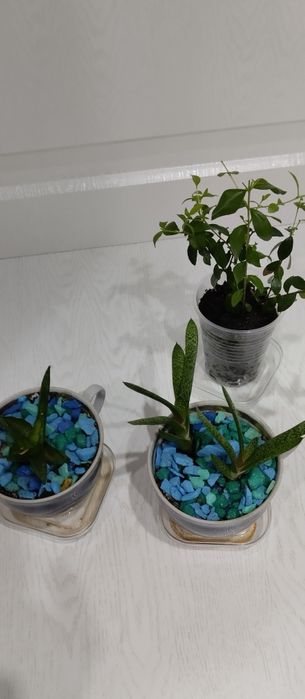 Продам комнатные цветы.