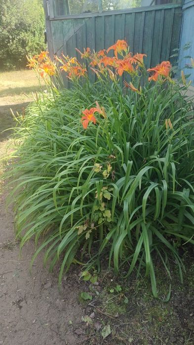 Продам Дом Талкара (Красный Бор]