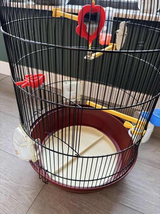 Colivie papagal mare